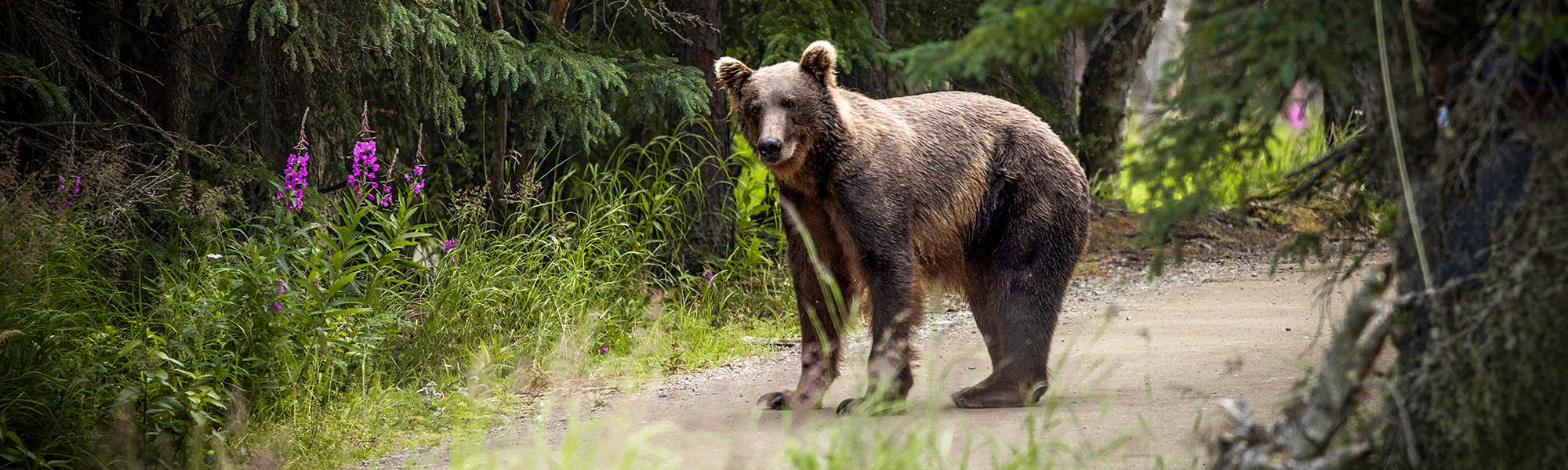 Walking With Grizzlies in Katmai National Park